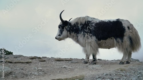4K Himalayan yak standing on rocky surface and slowly chewing turning head with antlers. Variety of fauna concept. photo