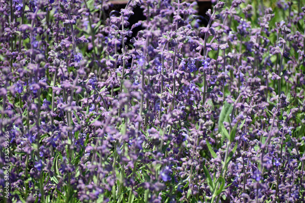 Obraz premium Purple Wildflowers
