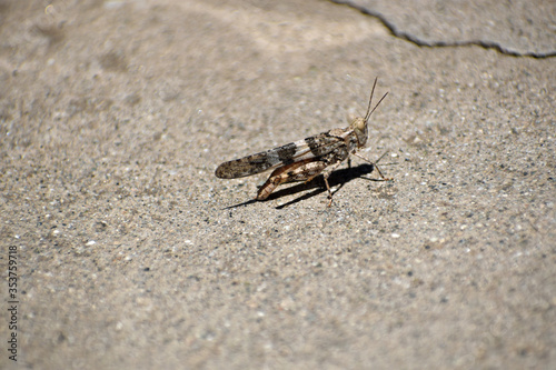 Grasshopper on Sidewalk