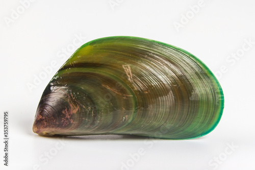 Big one fresh raw Green lipped mussel from Philippines