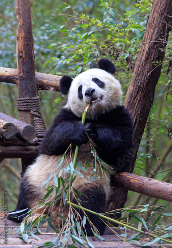 Panda bear in Chengdu, China