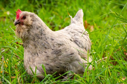 A curious white araucana hen spots you while roaming amongst fresh green grass.