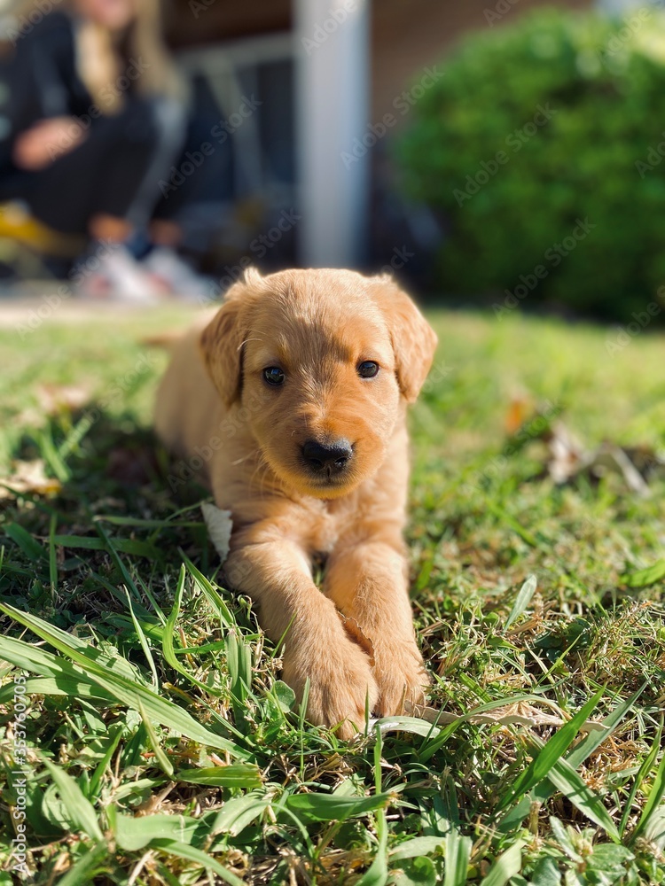 Golden bebe Golden bebe