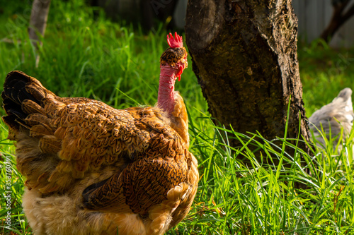 A golden laced naked neck chicken illustrates feelings of self isolation, loneliness and missing others who are so far away. photo