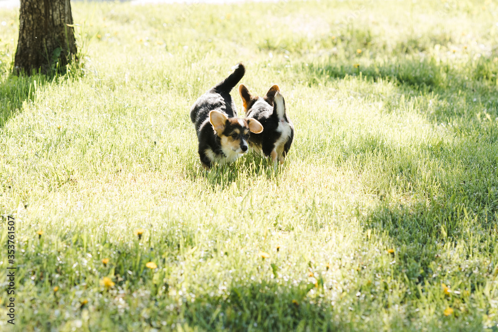 puppies and adult Corgi dogs on the green in the sunset play puppies and adult Corgi dogs on the green in the sunset play