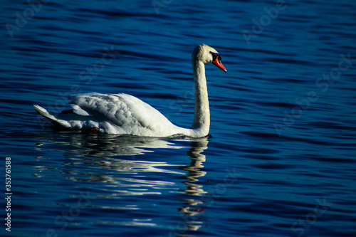 White swan swimming in blue lake