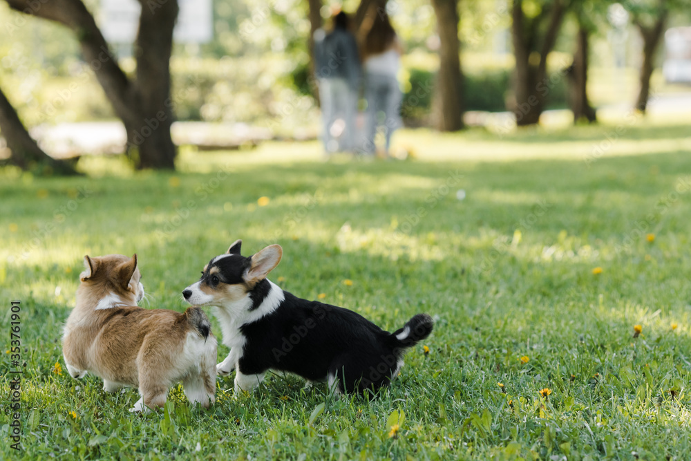 puppies and adult Corgi dogs on the green in the sunset play puppies and adult Corgi dogs on the green in the sunset play