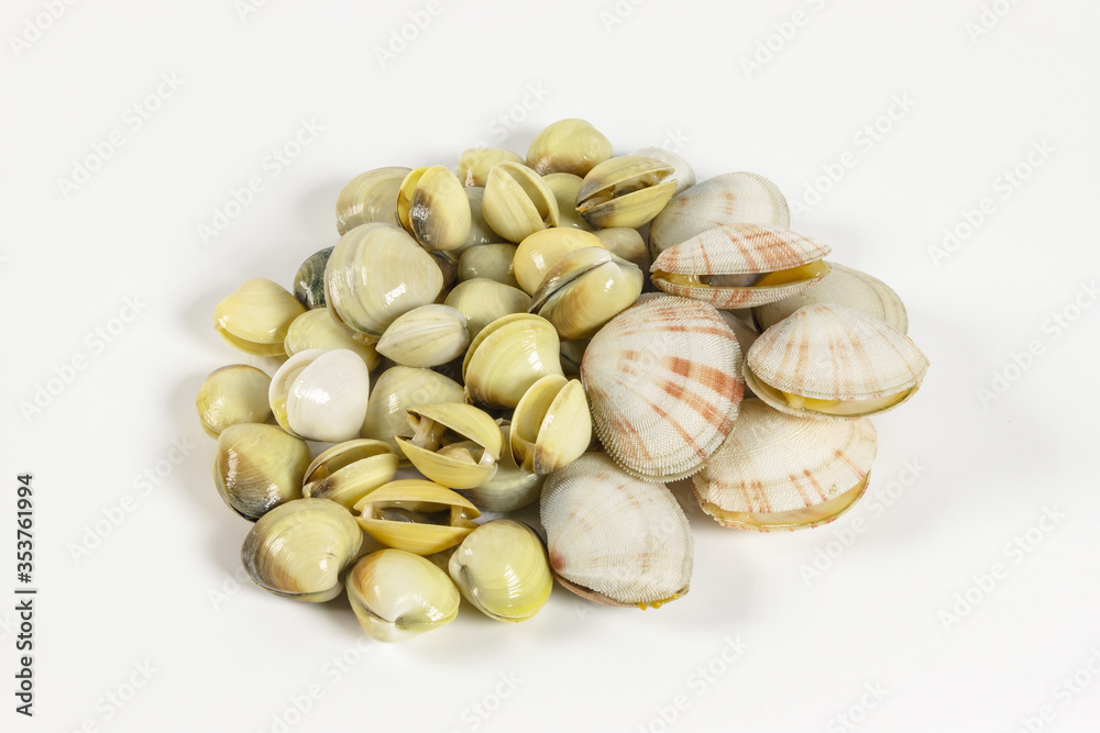 A group of fresh seashells from Philippines on white background