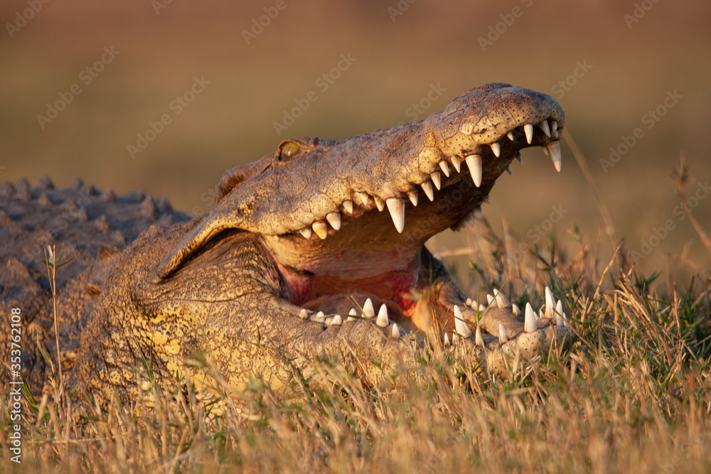 Obraz premium Crocodile