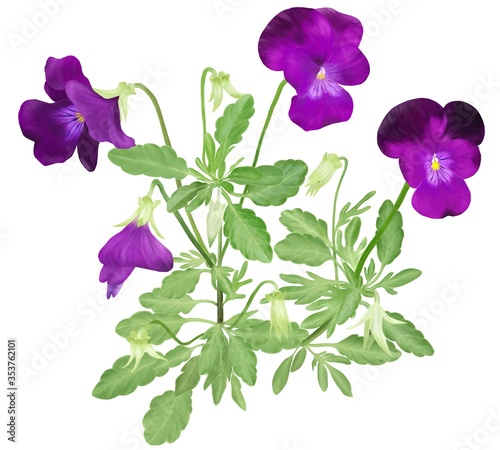春に咲く紫色のビオラの花