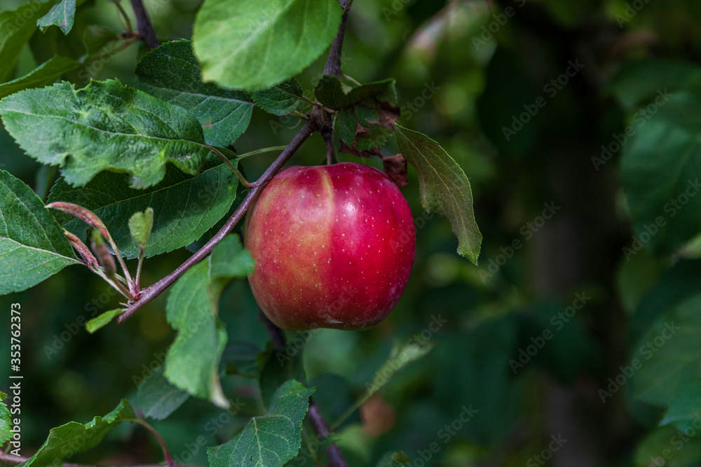 Apple on a tree branch with leaves in farm or orchard. Apple on a tree branch with leaves in farm or orchard.