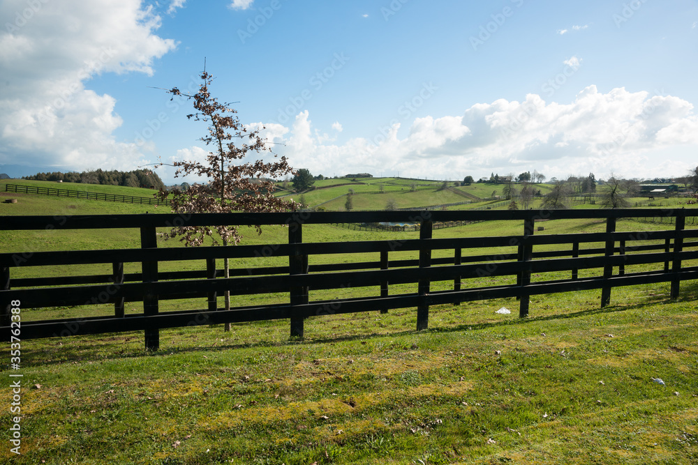 Waikato farmland expansive green fields beyond dark wooden fence and small tree.