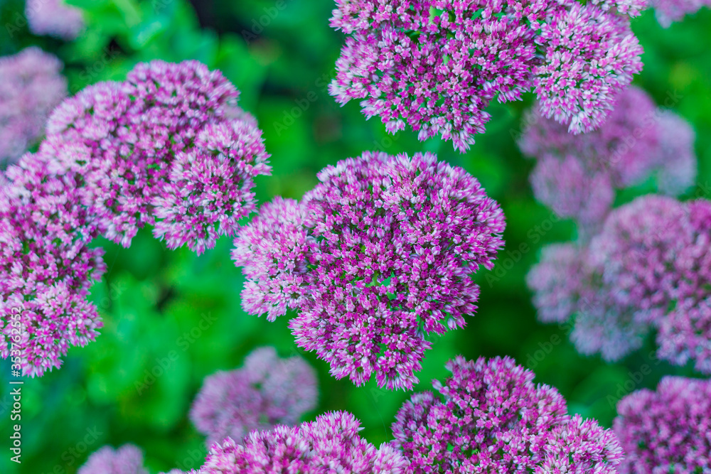 Pink abstract flowers with blurred green background close up. Pink abstract flowers with blurred green background close up.