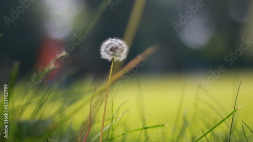 Close up of a single beatiful white pollen flower dandelion on green grass in spring.