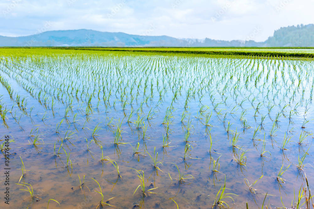Rice field planting 5250