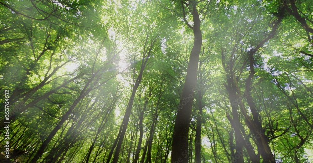 Naklejka premium Forest.