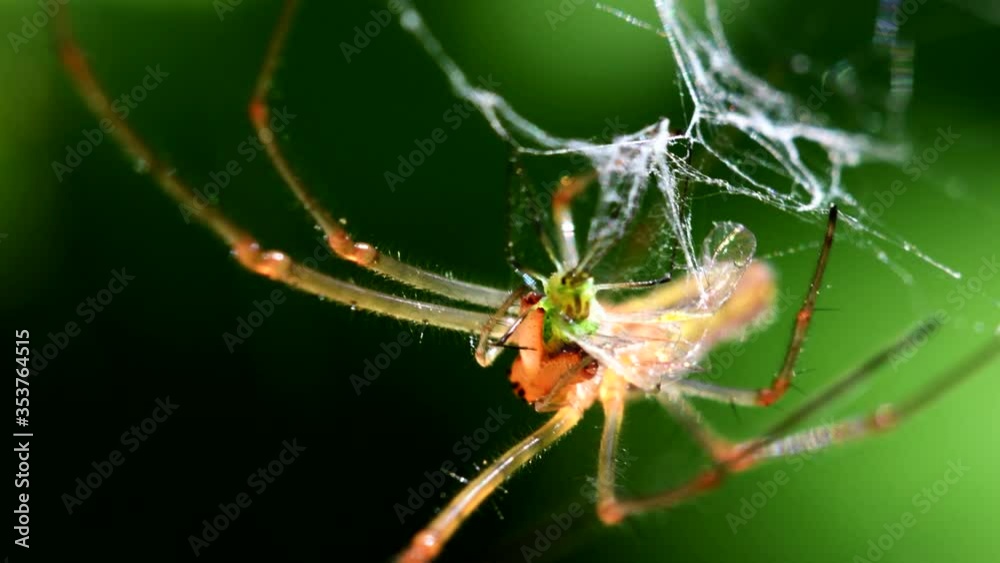 Shadow Stretch-spider, long-jawed orb weaver eats prey on a web. His Latin name is Tetragnatha montana. Shadow Stretch-spider, long-jawed orb weaver eats prey on a web. His Latin name is Tetragnatha montana.