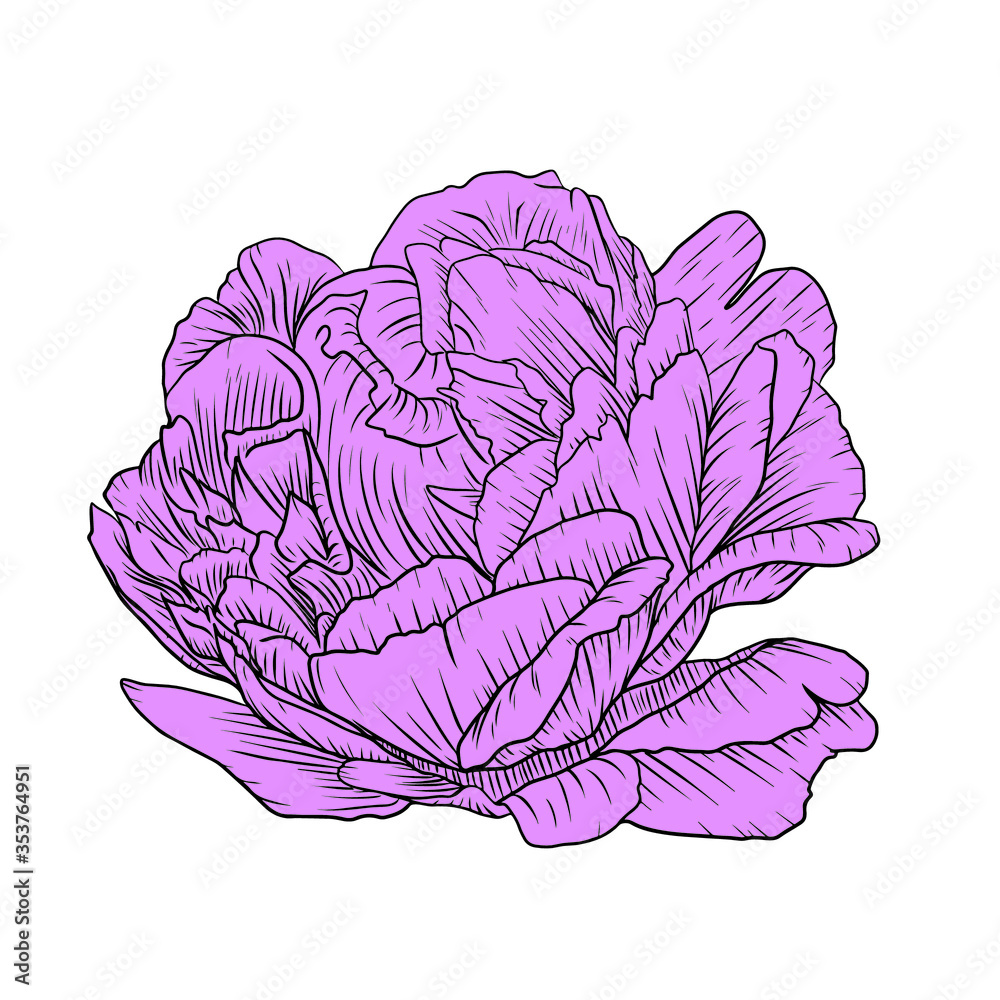 beautiful peony flower colored isolated on white background.