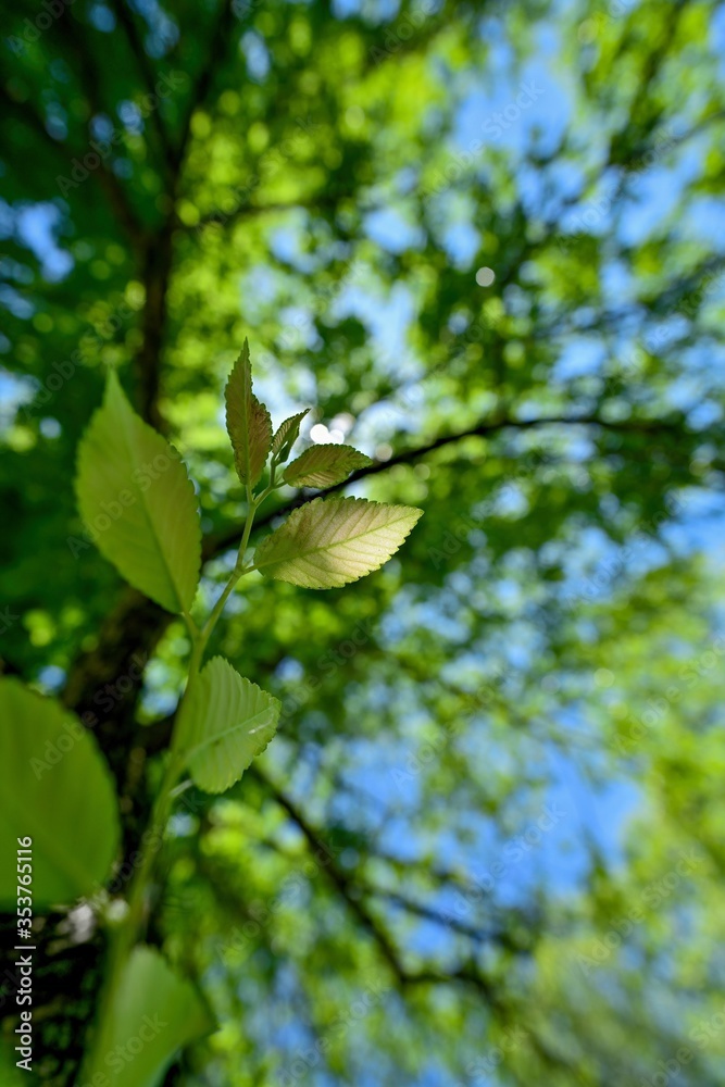 Obraz premium 木漏れ日浴びて輝く新緑の若葉