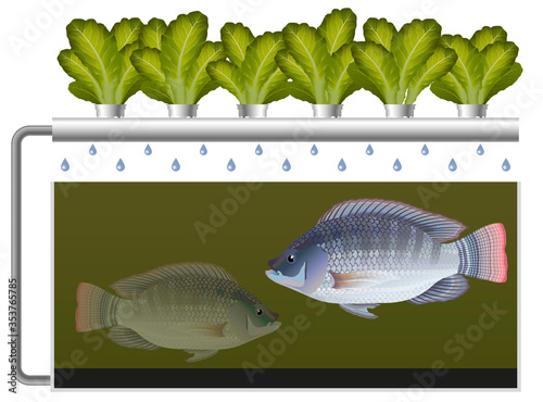 Aquaponics system with tilapia fish and lettuce