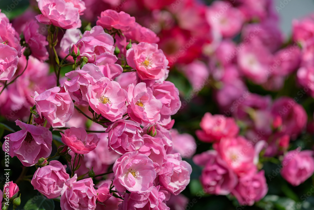 Pink miniature roses flowers, in full bloom Pink miniature roses flowers, in full bloom
