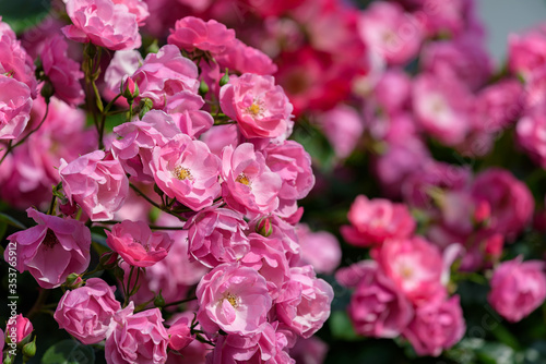 Pink miniature roses flowers  in full bloom