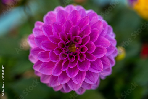 Beautiful Closeup of a Purple Flower during Blossom in Spring Time 