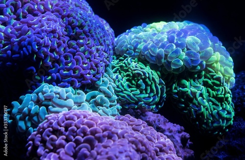 Fototapeta Naklejka Na Ścianę i Meble -  coral reef