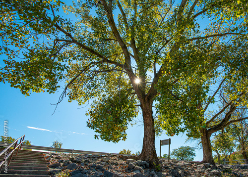 sunburst trough the braches of a majestic American Elm tree along the banks of the Kaskaskia river in Illinois