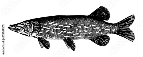 Pickerel, pike, luce, jack, Esox lucius. Fish collection. Healthy lifestyle, delicious food. Hand-drawn images, black and white graphics.