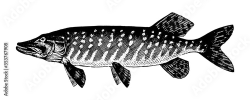 Pickerel, pike, luce, jack, Esox lucius. Fish collection. Healthy lifestyle, delicious food. Hand-drawn images, black and white graphics.