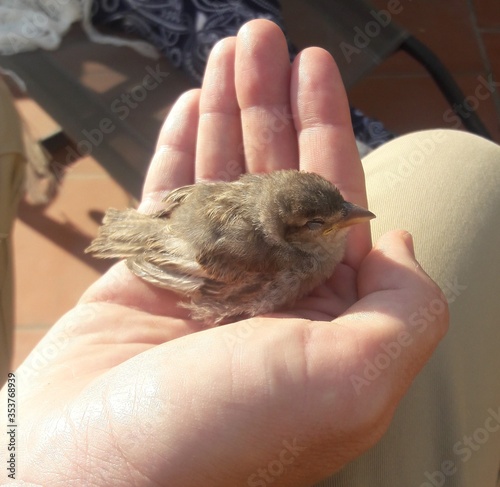 Sick baby bird in human hand