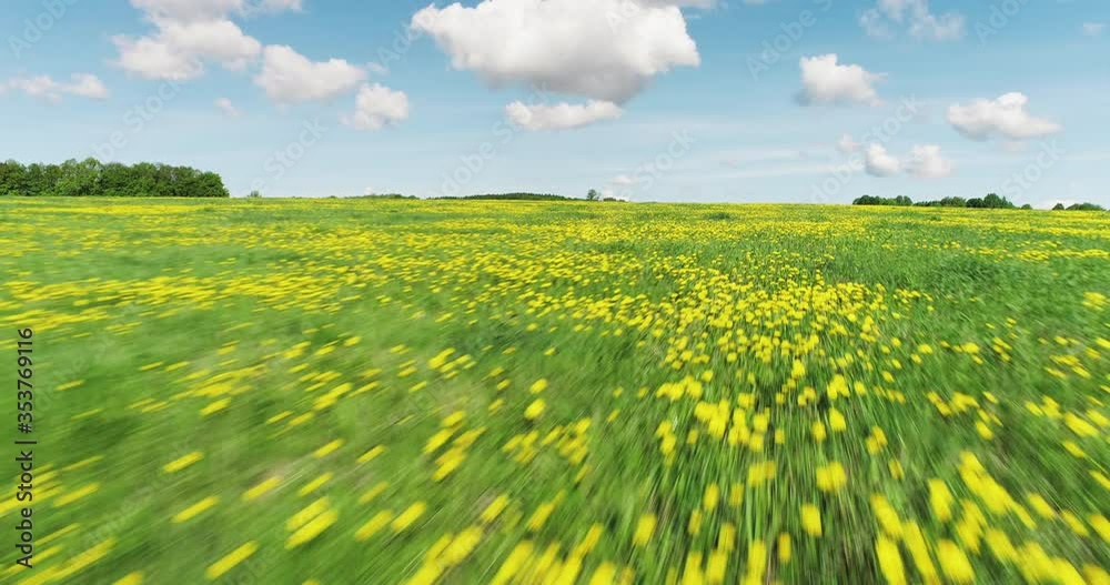 Large dandelion field / dense planted on big area with sun and cloudy sky. Aerial drone mid closeup shot