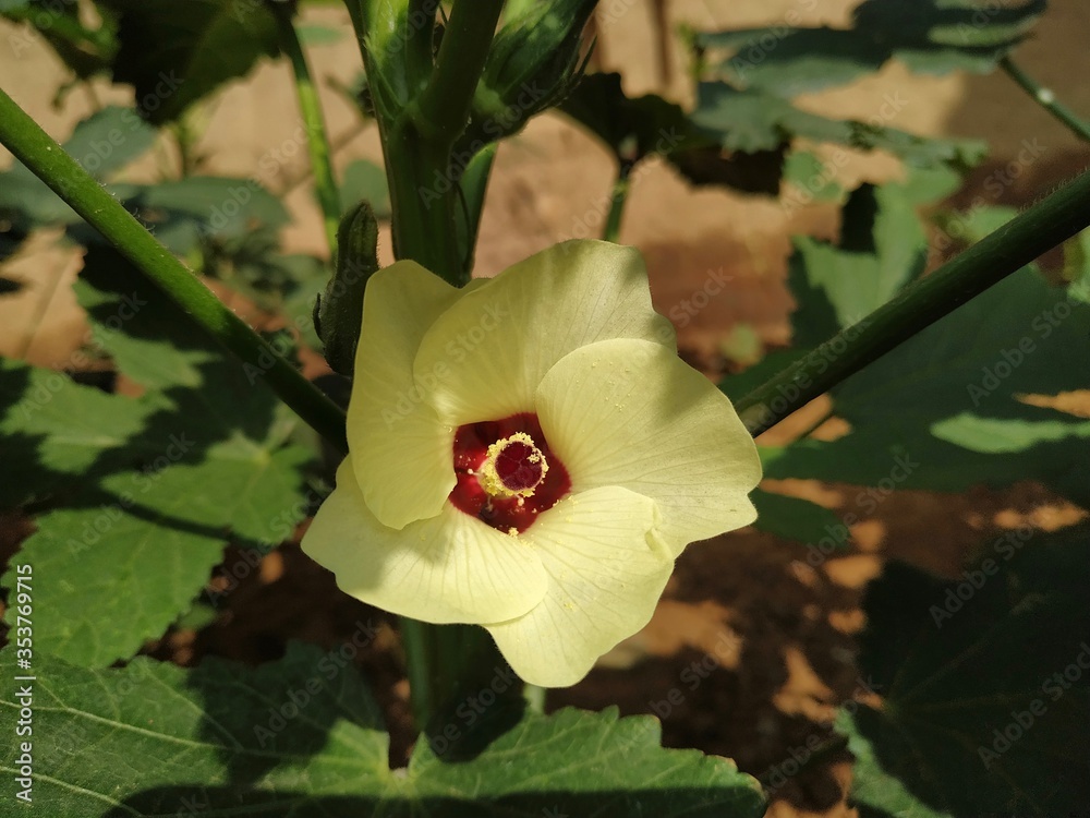 Obraz premium Okra Ladies Finger Flower Stock Photo