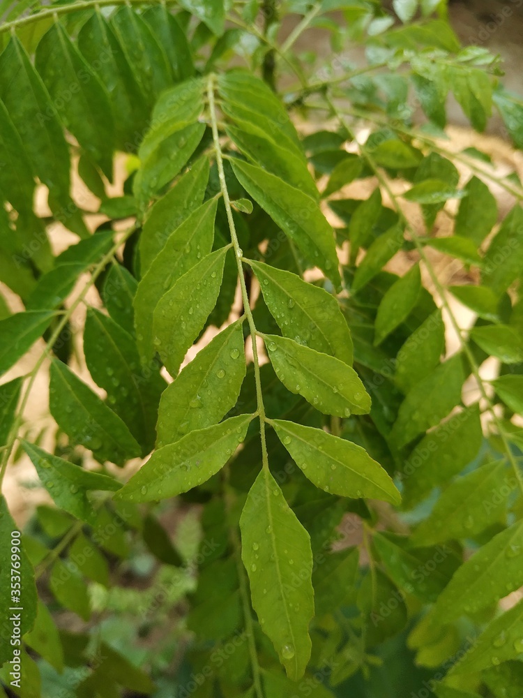 custom made wallpaper toronto digitalCurry Leaf Curry Tree Stock Photos