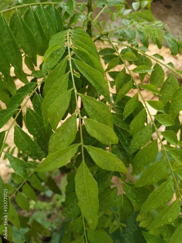 Photography Curry Leaf Curry Tree Stock Photos