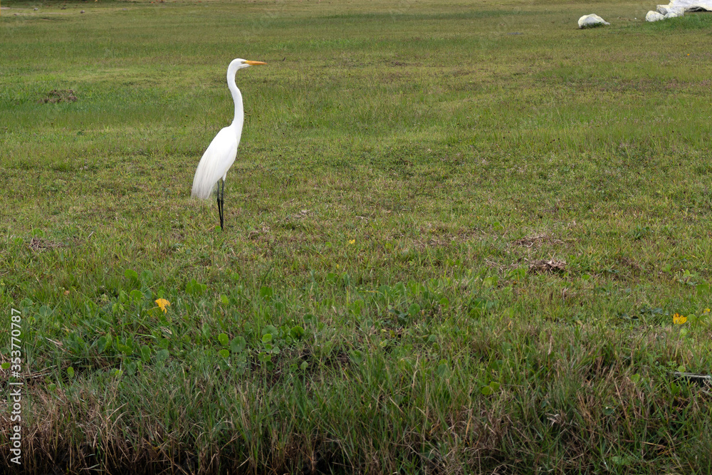 Obraz premium Snowy egret (Egretta thula) fishing in a grass field