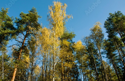 Sunlight on the birches and the pines on an autumn morning. Moscow region. Russia.