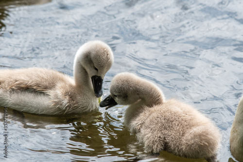 A closeup of some swan chicks.  Vancouver BC Canada 
