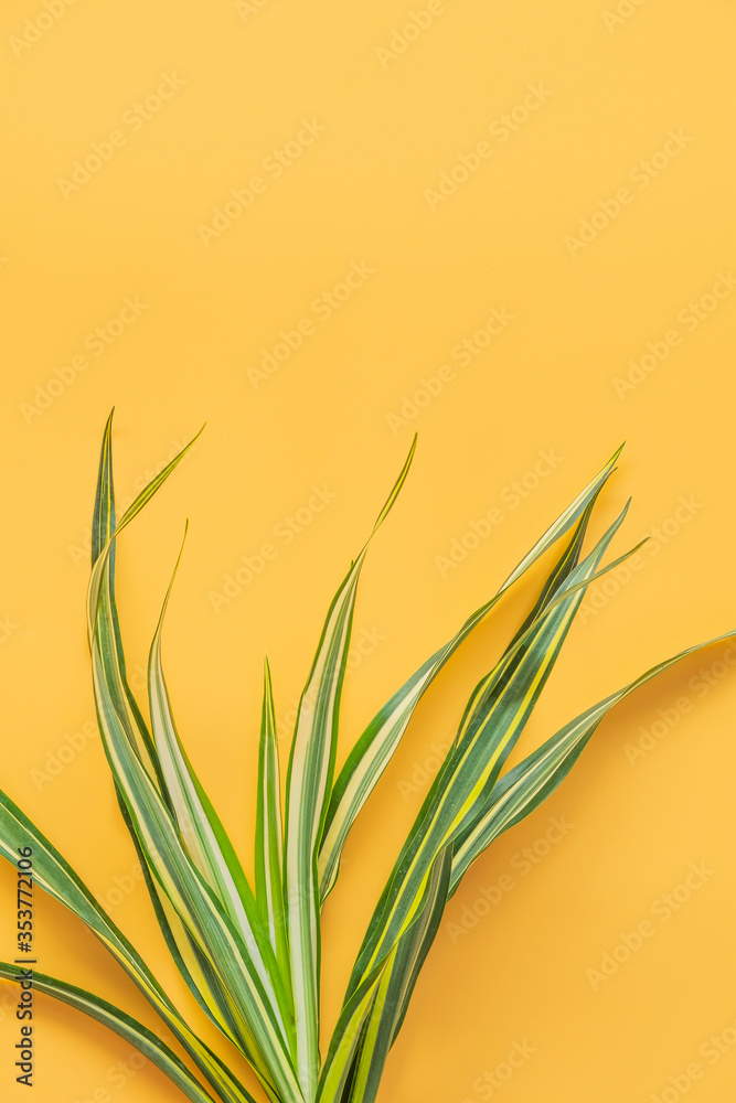 Green leaf isolated on orange background. Summer background concept.