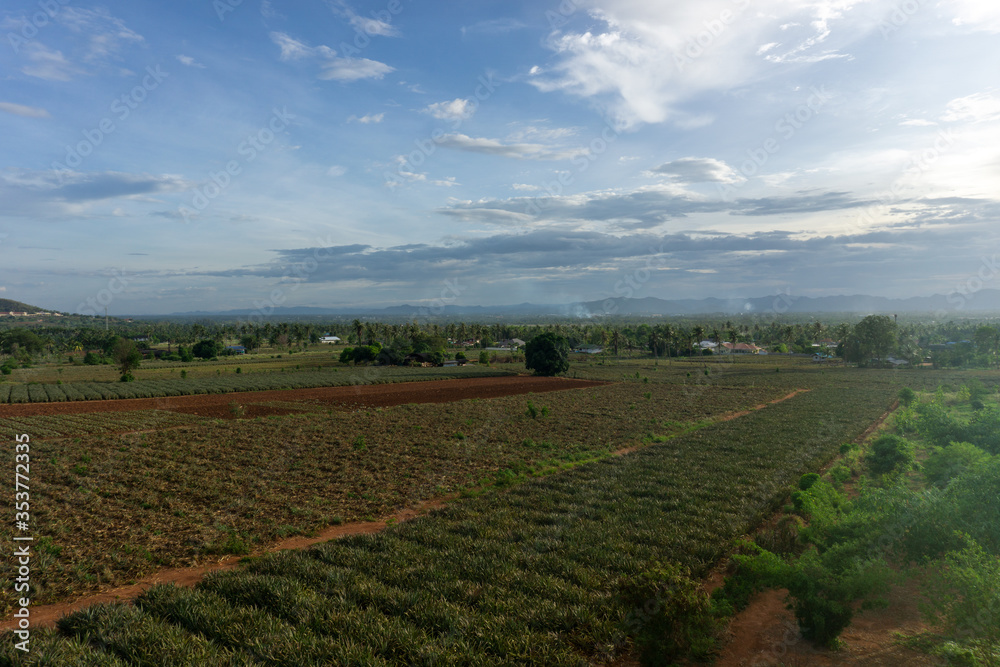 Pineapple plantation in a remote area after going through a rainstorm