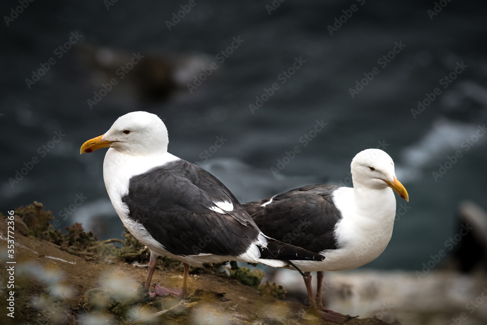 Fototapeta premium Two Seagulls on Lookout
