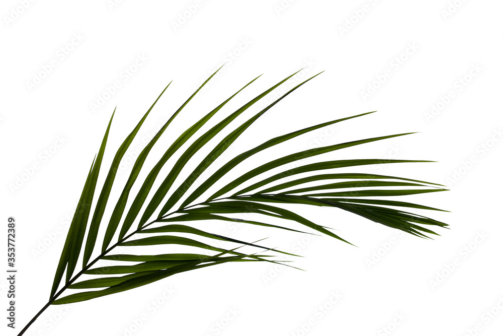 Obraz premium leaves of coconut or palm isolated on white background for design elements, tropical leaf, summer background