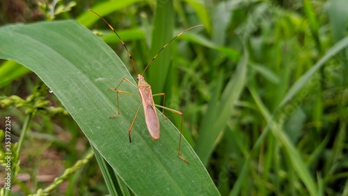 grasshopper on a grass © Meghnad