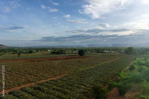 Pineapple plantation in a remote area after going through a rainstorm