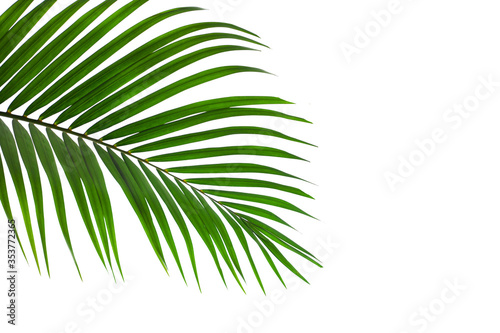 leaves of coconut or palm isolated on white background for design elements, tropical leaf, summer background