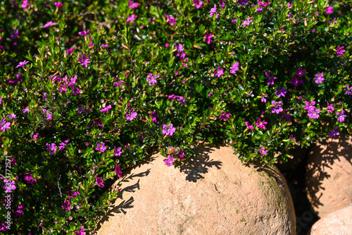 Fototapeta Naklejka Na Ścianę i Meble -  Cuphea hyssopifolia in the park.