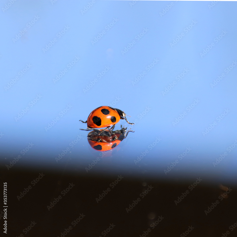 A ladybug walking on a mirror A ladybug walking on a mirror