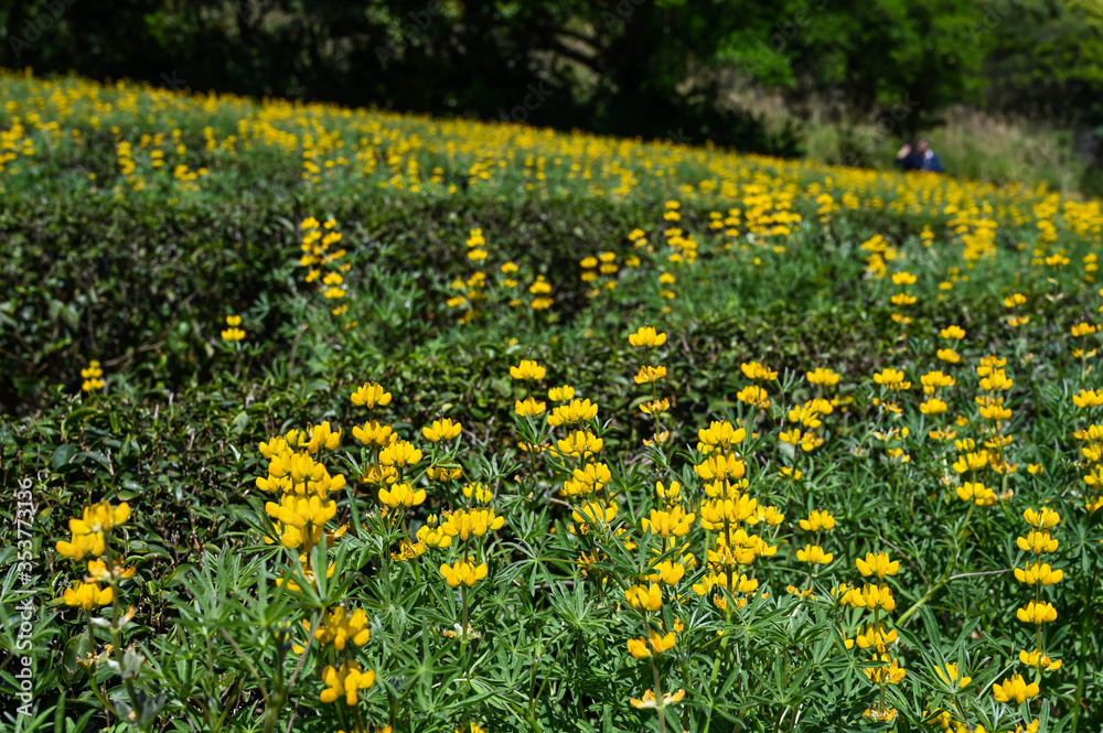 Yellow perennial lupine in the garden. Yellow perennial lupine in the garden.
