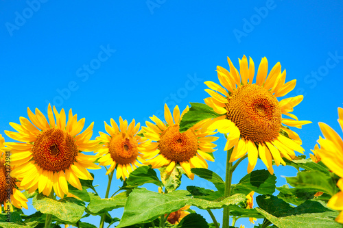 sunflower_2630